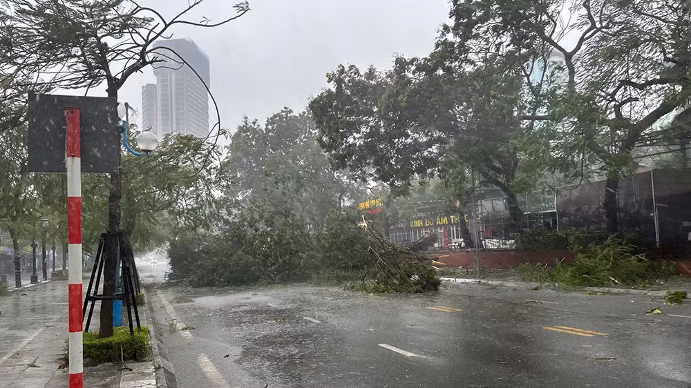 Cây xanh đổ la liệt.