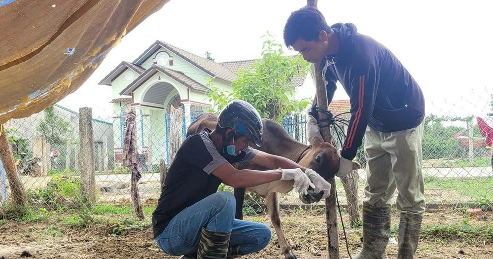 Gia đình anh Diu ở làng Bông Pim, xã Đak Jơ Ta, huyện Mang Yang (Gia Lai) có 9 con bò, bê bị mắc bệnh lở mồm long móng. (Ảnh: TTXVN)