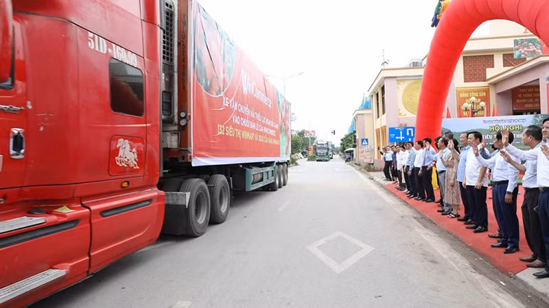 Xe tải vận chuyển vải thiều Lục Ngạn vào chuỗi bán lẻ WCM.