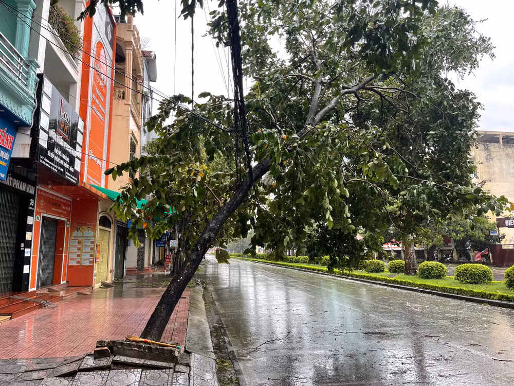 Nhiều cây xanh bật gốc, nguy cơ làm đứt hệ thống dây điện, cáp viễn thông của thành phố Nam Định.