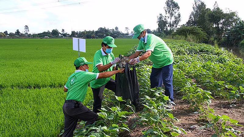 Thu gom bao, vỏ thuốc bảo vệ thực vật đã sử dụng tại đồng ruộng. Ảnh: Thanh Tâm