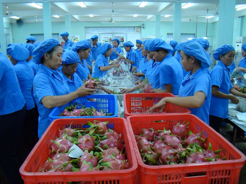 Xuất khẩu nông sản đối diện nhiều khó khăn.