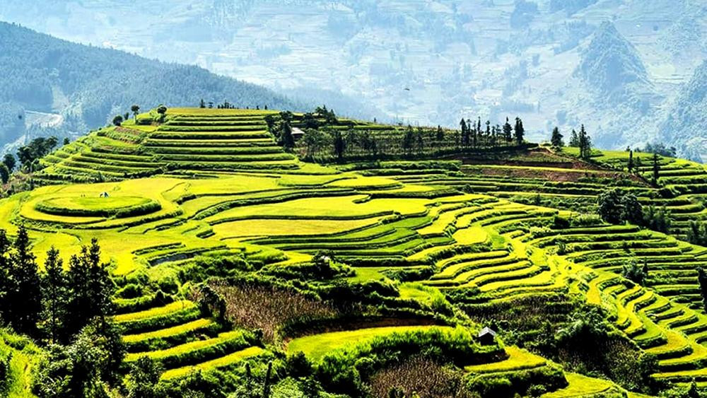 Mùa vàng, mùa cốm trên cao nguyên trắng Bắc Hà. (Ảnh: TRÁNG CƯỜNG)