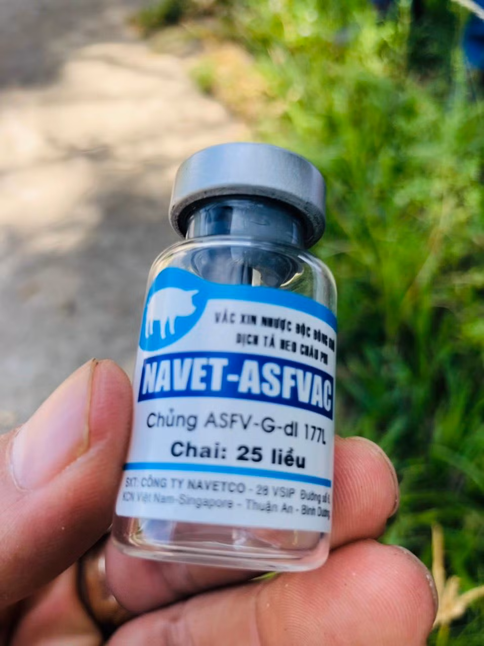 Vaccine NAVET-ASFVAC mà cán bộ thú y Quảng Ngãi sử dụng tiêm phòng cho lợn.