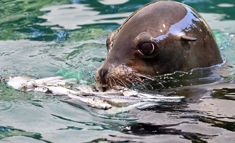 Sư tử biển ăn khay cá đóng đá để giải nhiệt trong thời tiết nắng nóng gay gắt tại vườn thú ở Rome, Italy, ngày 19/7. (Nguồn: THX/TTXVN)