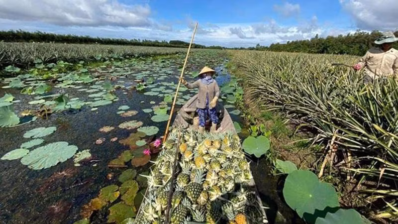 Dứa, một trong những nông sản chủ lực của Hậu Giang.