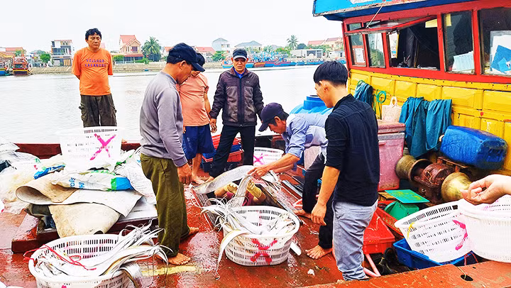 Sau chuyến câu khơi, tàu ngư dân Cảnh Dương trở về đầy khoang cá hố.