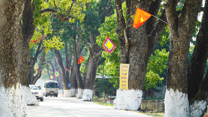 Hàng cây di sản