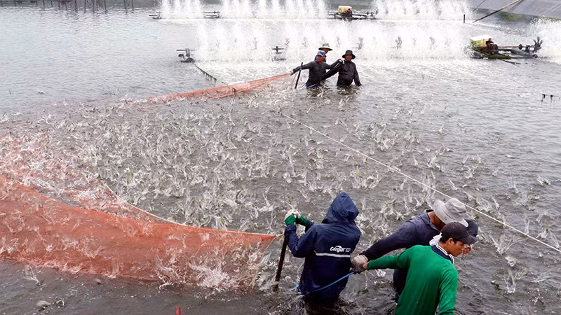 Thu hoạch tôm nuôi theo mô hình công nghệ cao tại tỉnh Sóc Trăng. (Ảnh TRUNG HIẾU)