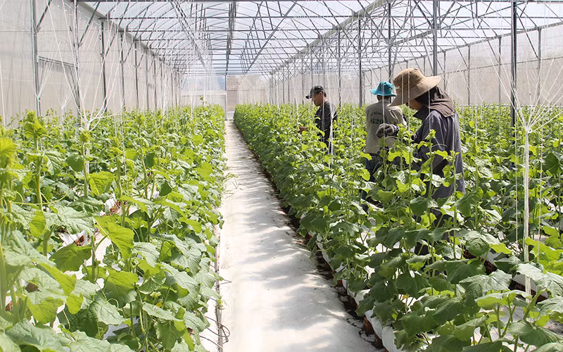 Nhà màng quy mô lớn của anh Huỳnh Phú Lộc ở phường Tân Ngãi, thành phố Vĩnh Long, tỉnh Vĩnh Long.