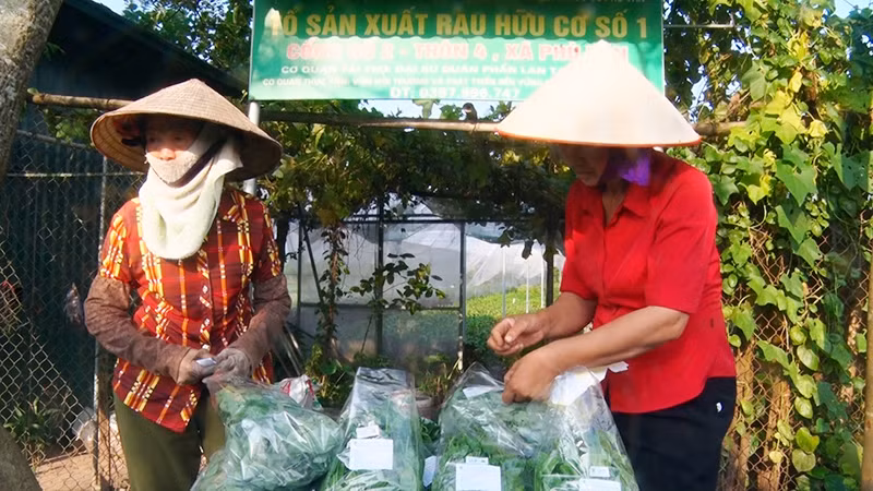 Trồng rau sạch tại Hợp tác xã Phù Vân, thành phố Phủ Lý. 