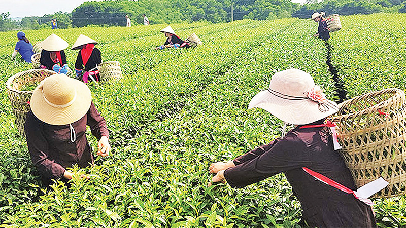 Du khách trải nghiệm hái chè tại huyện Hải Hà. 