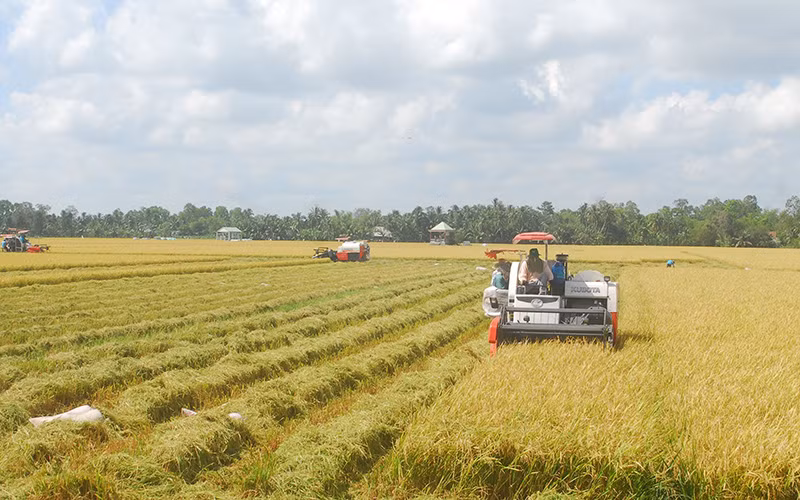 Nông dân tỉnh Tiền Giang thu hoạch lúa. (Ảnh NGUYỄN SỰ) 
