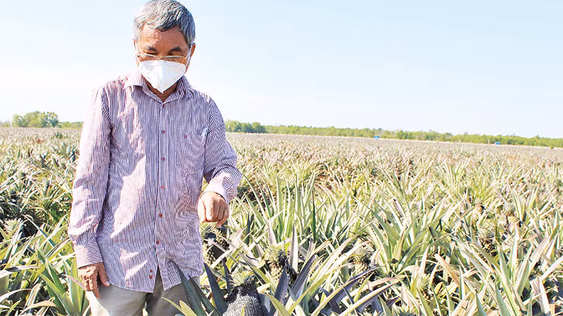 Vùng trồng dứa áp dụng kỹ thuật công nghệ cao ở Tây Ninh. 