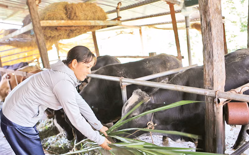 Nguồn vốn vay ưu đãi đã giúp nhiều hộ nghèo ở tỉnh Ðắk Nông phát triển kinh tế, ổn định cuộc sống. 