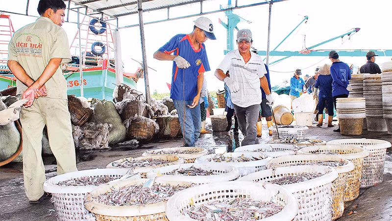 Bốc dỡ hải sản tại bến cảng cá Sông Ðốc, huyện Trần Văn Thời, tỉnh Cà Mau. 