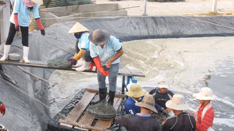 Mô hình nuôi tôm công nghệ cao ở Phú Yên. 