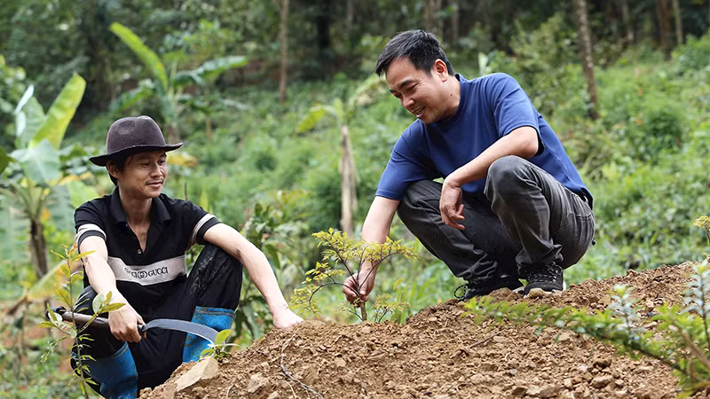 Anh Nguyễn Thanh Bình (bên phải) kiểm tra cây đinh lăng vừa trồng.