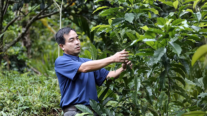 Ước mơ xanh của anh Nguyễn Thanh Bình đã thành hiện thực.