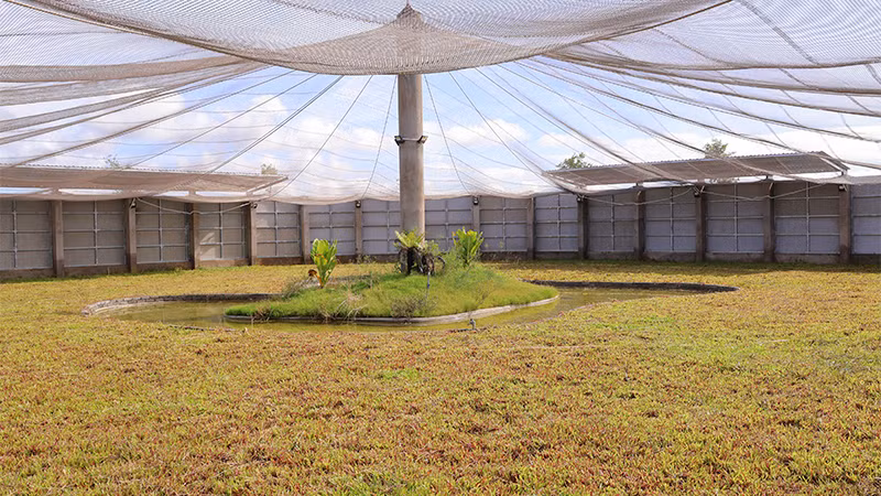 Khu vực bên trong của chuồng nuôi sếu non tại phân khu A3, Vườn quốc gia Tràm Chim. (Ảnh: Ban tổ chức cung cấp)