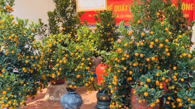 Quất cảnh của Khoái Châu (Hưng Yên) cũng được nhiều người ưa chuộng để trưng Tết.