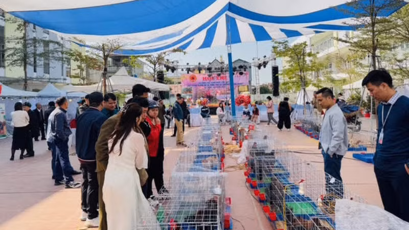 Nhiều người dân ở các tỉnh lân cận đã có mặt từ sớm để chiêm ngưỡng giống gà quý hiếm.