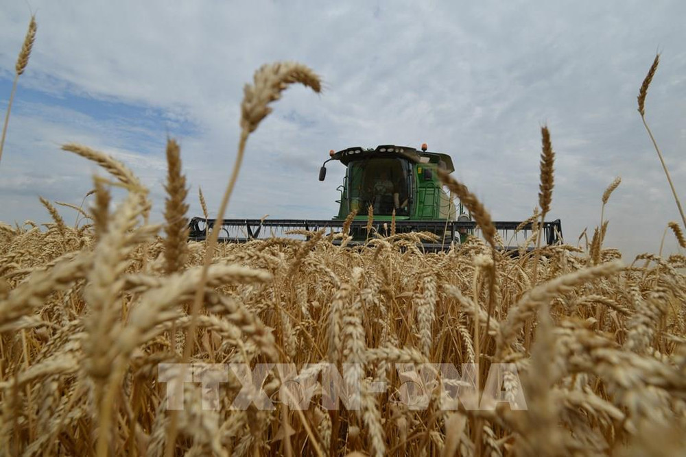 Thu hoạch lúa mì trên cánh đồng ở Stavropol, Nga. (Ảnh: AFP/TTXVN)
