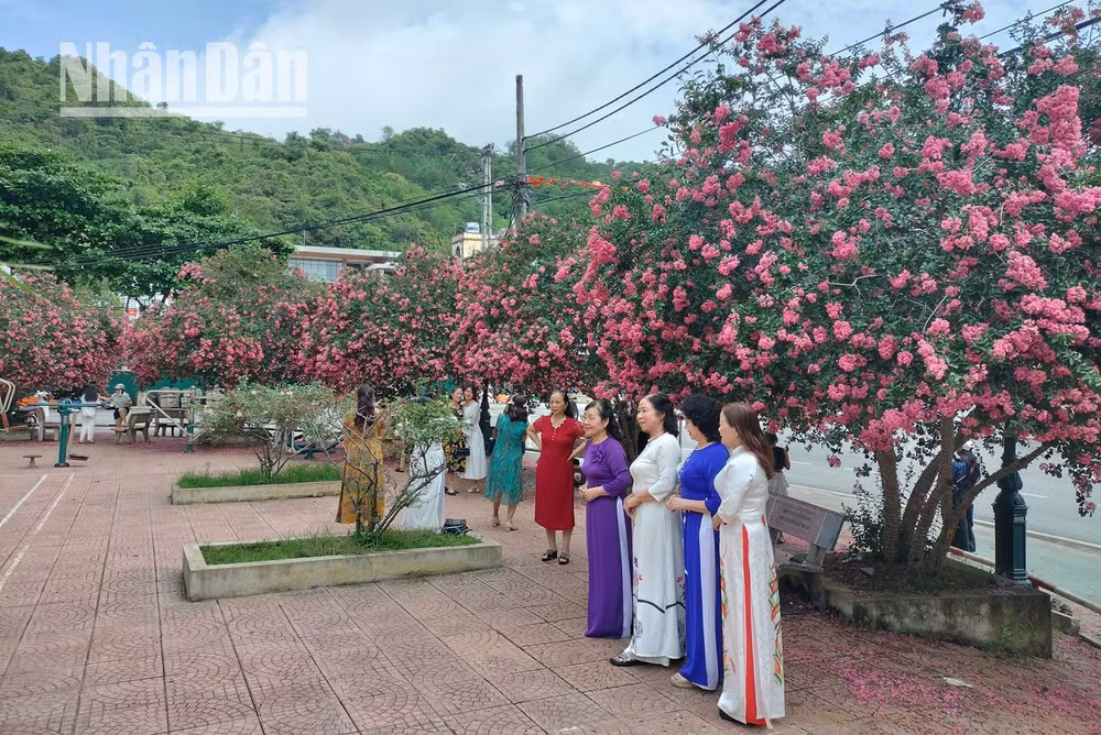 Tại khu vực khuôn viên khu vực ngã tư phường Chiềng Lề, thành phố Sơn La những ngày này thu hút đông đảo những người yêu hoa đến chụp ảnh bên những cây Tường Vi với sắc hoa màu hồng tươi tắn.
