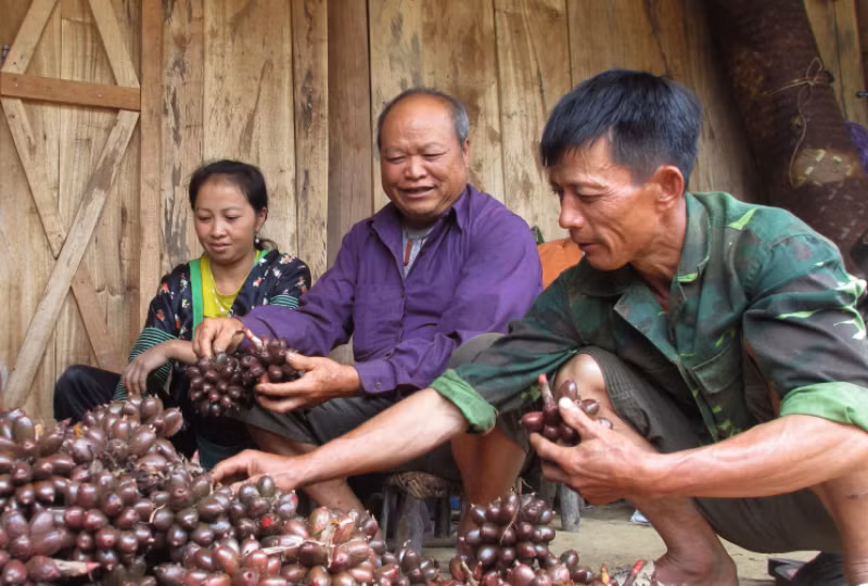 Ông Sùng Giả Dia (ở giữa) là người có uy tín bản Cổng Chạp, xã Phổng Lái, huyện Thuận Châu, là người tiên phong và giúp bà con trong bản trồng cây dược liệu dưới tán rừng.