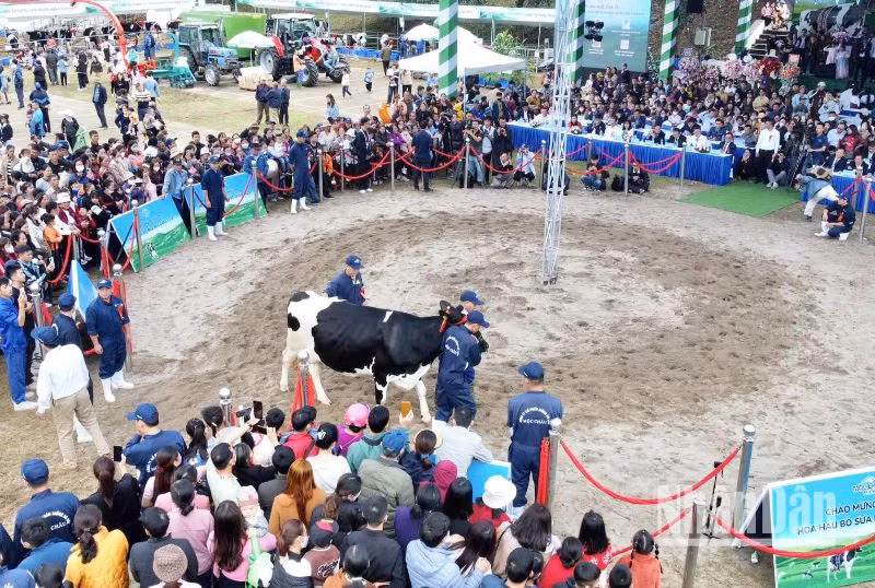 Các "cô bò' trình diễn phần thi "Hoa hậu" bò sữa. (Ảnh: Anh Đức)