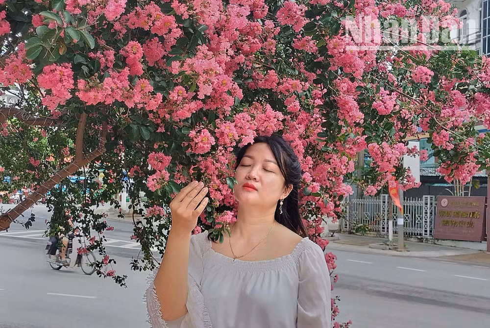 Với vẻ đẹp có phần tinh khiết, mong manh của mình, hoa Tường Vi được ưa chuộng trồng cây hoặc sử dụng hoa để trang trí cảnh quan. Bên cạnh đó, lời hoa này còn có cả một câu chuyện tình cảm của đôi trai gái đầy nghĩa tình.