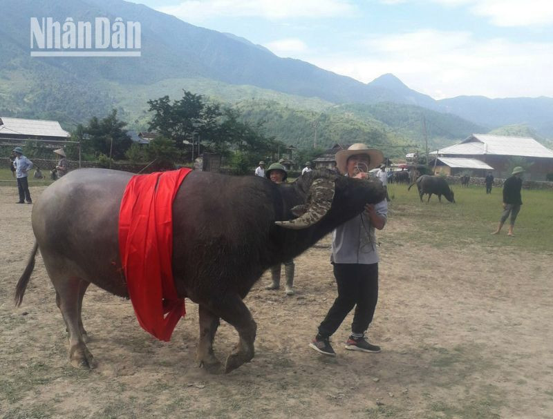 "Hoàng tử trâu" sẽ được cuốn khăn đỏ lên người rồi được chủ dắt đi quanh khu vực sân vận động Mường Chiến 2, nơi diễn ra cuộc thi.