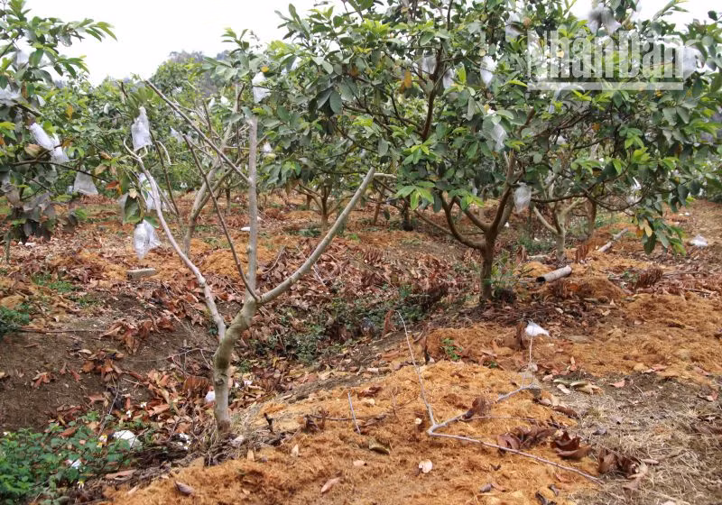 Cây na trồng xen với cây ổi của gia đình ông Khổng Minh Hưng đã chết.