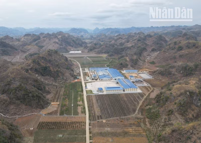 Nhà máy sản xuất phân bón Sông Lam Tây Bắc và Nhà máy chế biến cà-phê Sơn La đi vào sản xuất đã giải quyết được việc làm cho hàng trăm lao động trên địa bàn.