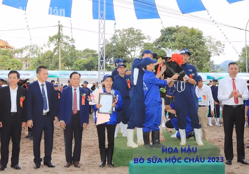 Ban Tổ chức trao giải “Hoa hậu” cho "cô bò" của chủ hộ Phạm Thị Nhuần, đơn vị Vườn Đào 1, thị trấn nông trường Mộc Châu. (Ảnh: Việt Anh)