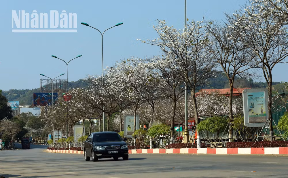 Năm nay, thành phố Sơn La sẽ tổ chức Lễ hội hoa ban vào ngày 15 và 16/3, nhằm tôn vinh, bảo tồn, phát huy các loại hình di sản văn hóa dân tộc gắn với bảo tồn và phát huy tiềm năng thế mạnh du lịch. Lễ hội sẽ diễn ra nhiều hoạt động văn hóa, văn nghệ cùng những trò chơi dân gian đậm bản sắc dân tộc. Năm nay, thành phố Sơn La sẽ tổ chức Lễ hội hoa ban vào ngày 15 và 16/3, nhằm tôn vinh, bảo tồn, phát huy các loại hình di sản văn hóa dân tộc gắn với bảo tồn và phát huy tiềm năng thế mạnh du lịch. Lễ hội sẽ diễn ra nhiều hoạt động văn hóa, văn nghệ cùng những trò chơi dân gian đậm bản sắc dân tộc.
