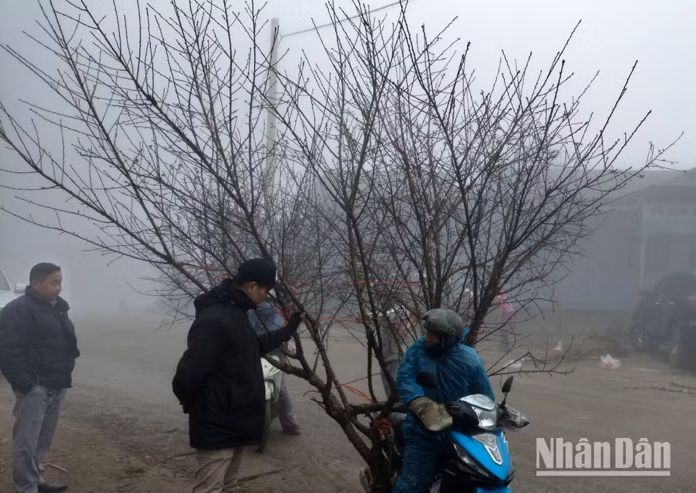 Khách du lịch từ Hà Nội tìm mua đào tại khu vực xã vùng cao Tà Xùa.