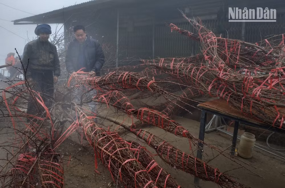 Một gốc đào đã được bán với giá 2 triệu đồng cho thương lái dưới xuôi.