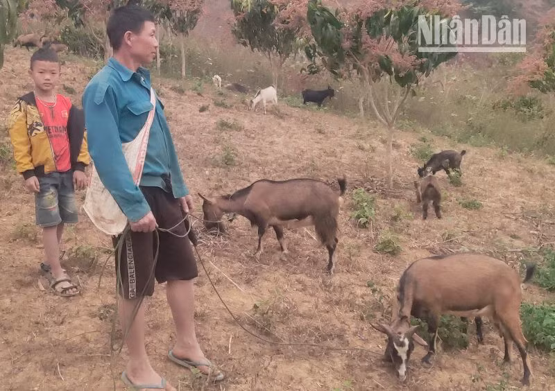 Đàn dê của gia đình anh Quàng Văn Đôi, bản Núa Chò, xã Pi Tong, huyện Mường La.