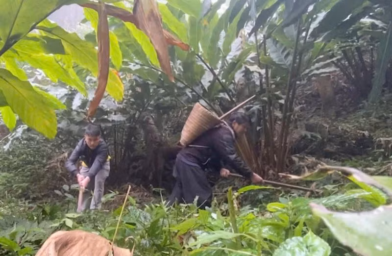 Mô hình trồng thảo quả của gia đình ông Giàng A Chu, người có uy tín ở bản Pa Cư Sáng, xã Hang Chú, huyện Bắc Yên.