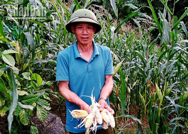 Xuất hiện đàn khỉ số lượng lớn phá hại hoa màu ở Sơn La ảnh 3
