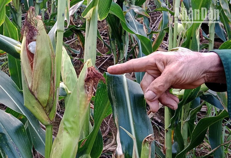 Xuất hiện đàn khỉ số lượng lớn phá hại hoa màu ở Sơn La ảnh 4