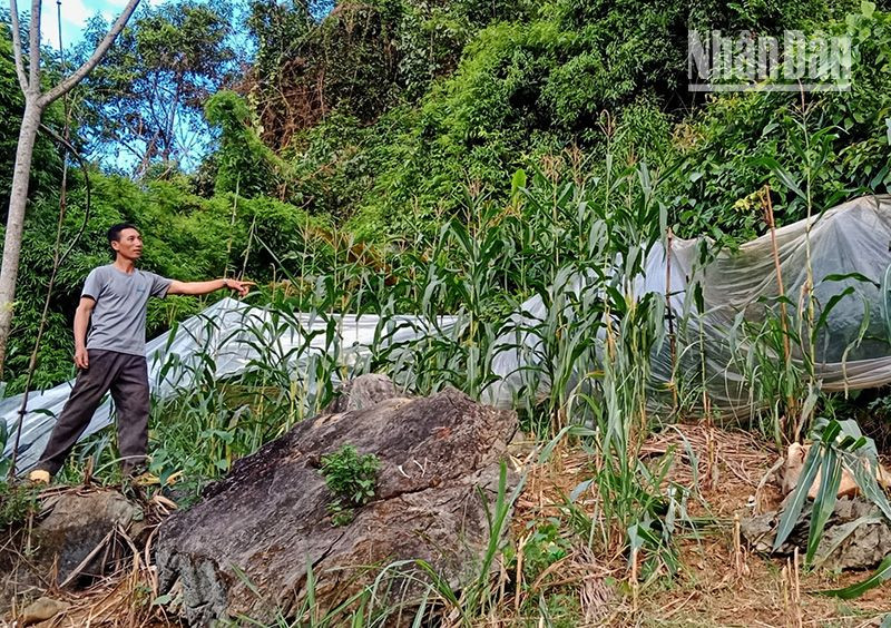 Xuất hiện đàn khỉ số lượng lớn phá hại hoa màu ở Sơn La ảnh 6