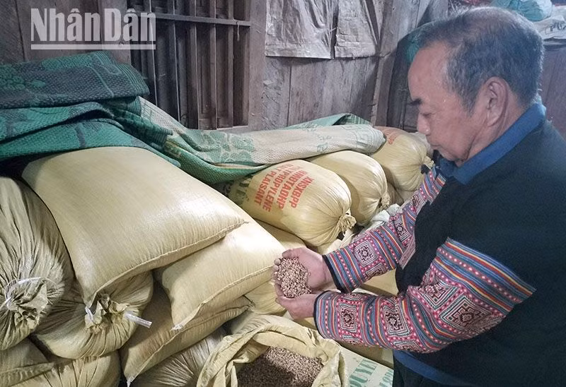 Từ khi ông Mùa Lao Ư tiên phong sang canh tác lúa nước, gia đình ông không còn lo thiếu lương thực như trước đó nữa.