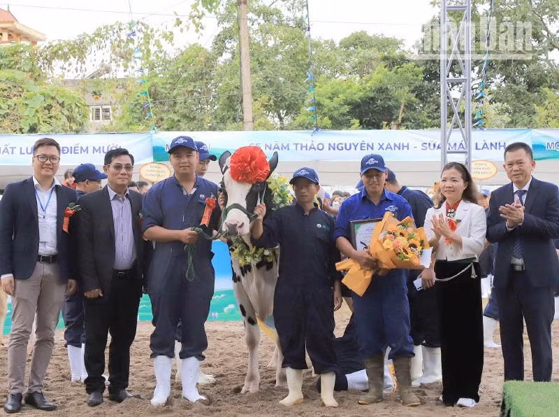 Ban Tổ chức trao giải Á hậu 2 cho “cô bò" của chủ hộ Nguyễn Quang Vinh, đơn vị Sao Đỏ, xã Vân Hồ, huyện Vân Hồ. (Ảnh: Việt Anh)