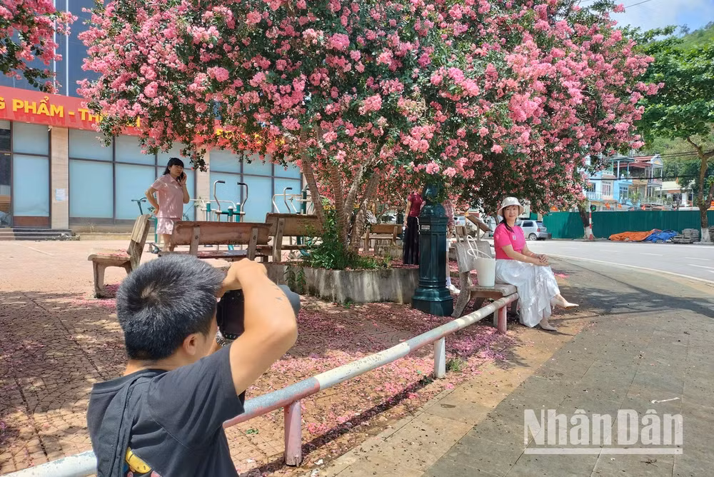 Cùng với tự chụp cho nhau những bức ảnh kỷ niệm dưới tán hoa Tường Vi, nhiều người còn thuê cả thợ chụp ảnh để lưu giữ cho mình những khoảnh khắc đẹp.