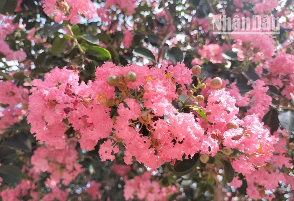 Hoa Tường Vi mọc thành các chùm lớn, hoa hướng lên cao, bung nở sắc hồng giữa cái nắng gay gắt của mùa hè. Cánh hoa mỏng manh, chỉ khẽ chạm cũng đã đủ để Tường Vi rụng xuống, tạo thành những con đường được trải đầy cánh hoa Tường Vi.