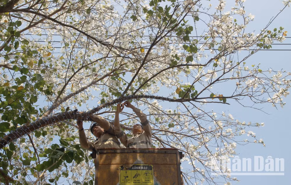 Hằng năm, để chuẩn bị cho lễ hội hoa ban, thành phố Sơn La đã tổ chức trang trí và cắt tỉa lá những cây ban trên những trục đường chính. Hằng năm, để chuẩn bị cho lễ hội hoa ban, thành phố Sơn La đã tổ chức trang trí và cắt tỉa lá những cây ban trên những trục đường chính.