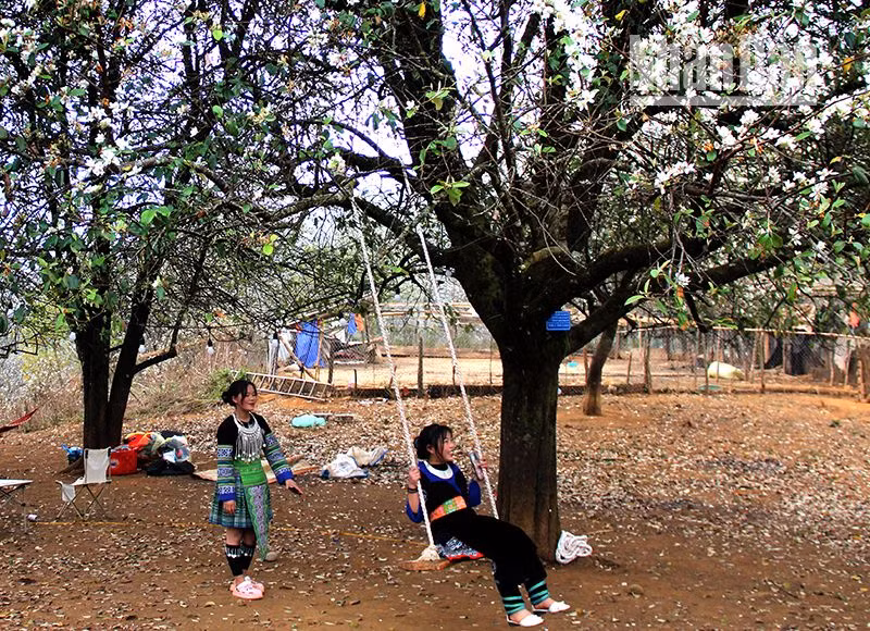 Ngày hội hoa sơn tra tại “miền cổ tích” Ngọc Chiến ảnh 2