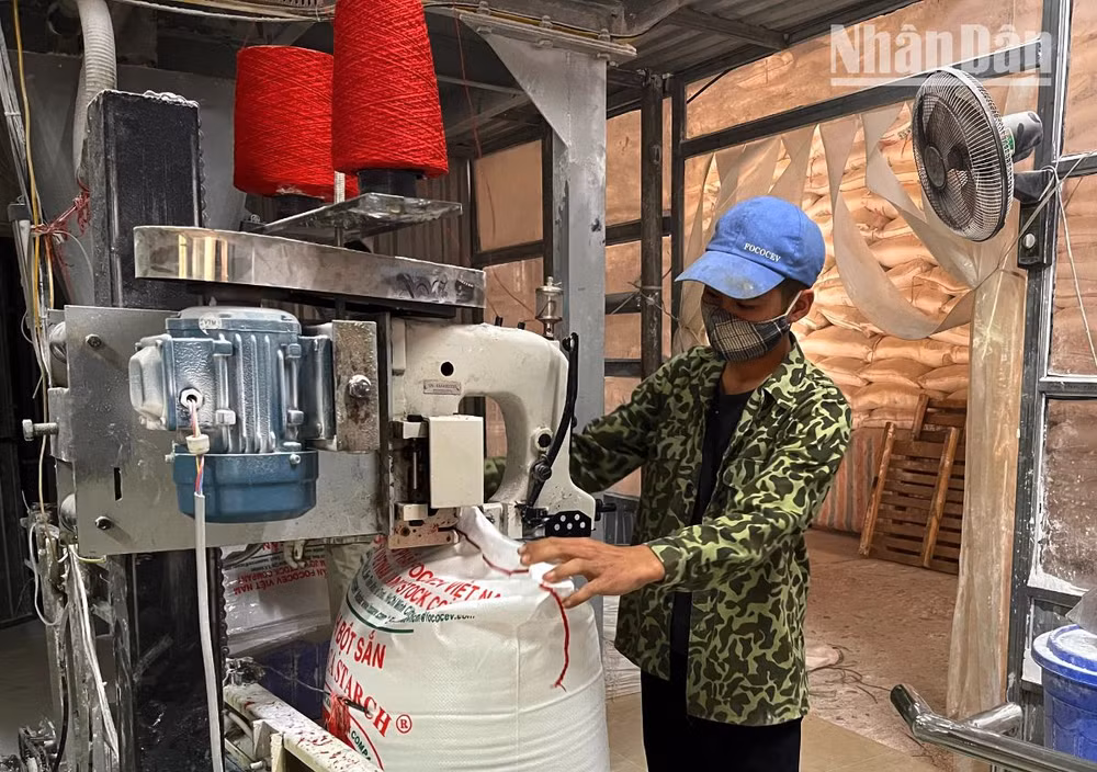 Đóng gói tinh bột sắn tại Nhà máy tinh bột sắn Sơn La-Chi nhánh Công ty cổ phần tinh bột sắn Phú Yên.